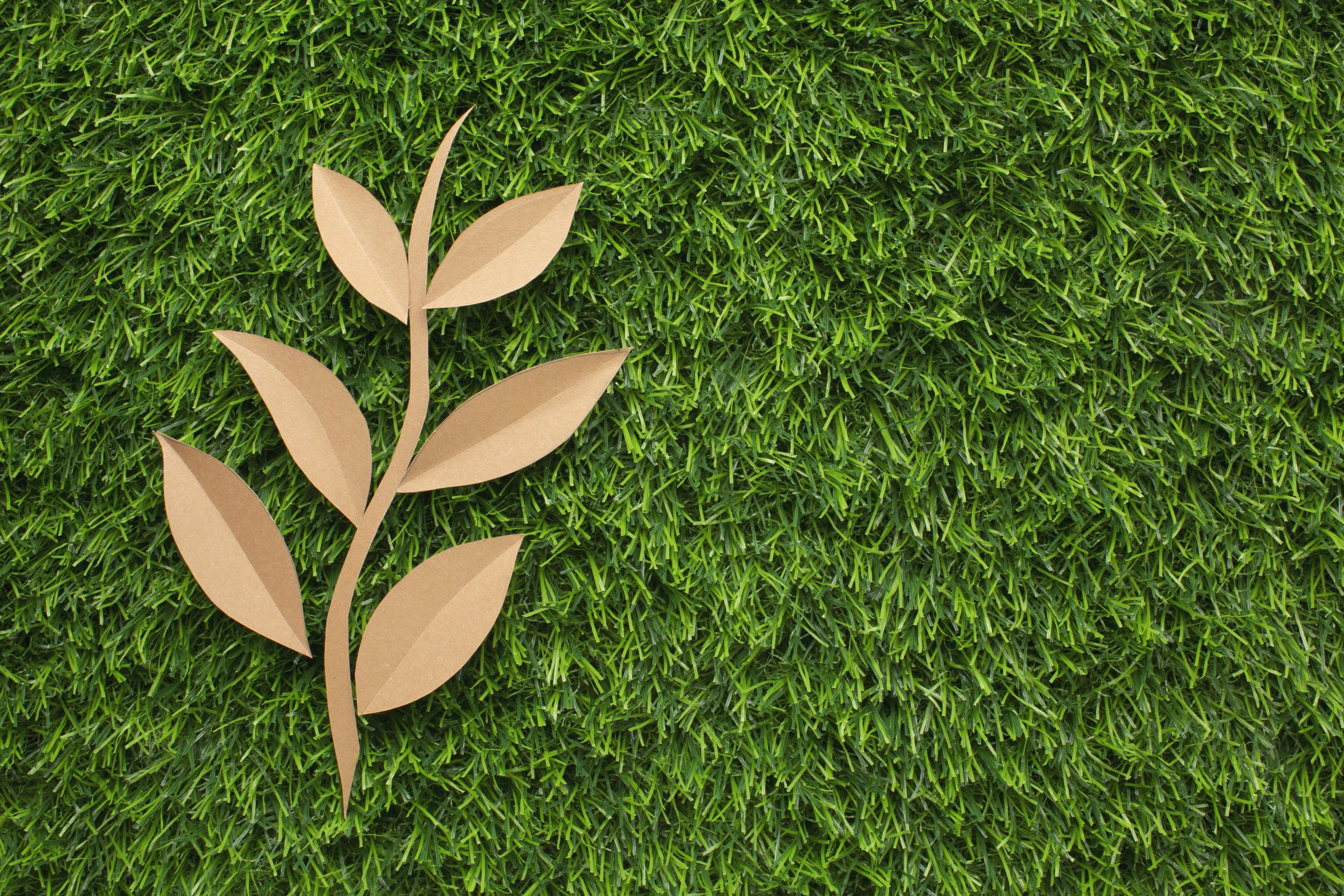 copy-space-leaf-shape-grass